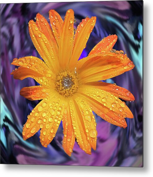 Daisy Metal Print featuring the photograph Orange Daisy Swirl by Alison Stein