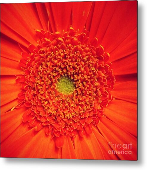 Flower Metal Print featuring the photograph Orange for Andy by Denise Railey