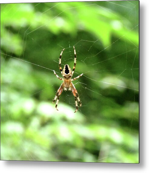 Spider Metal Print featuring the photograph Orb Weaver by Azthet Photography