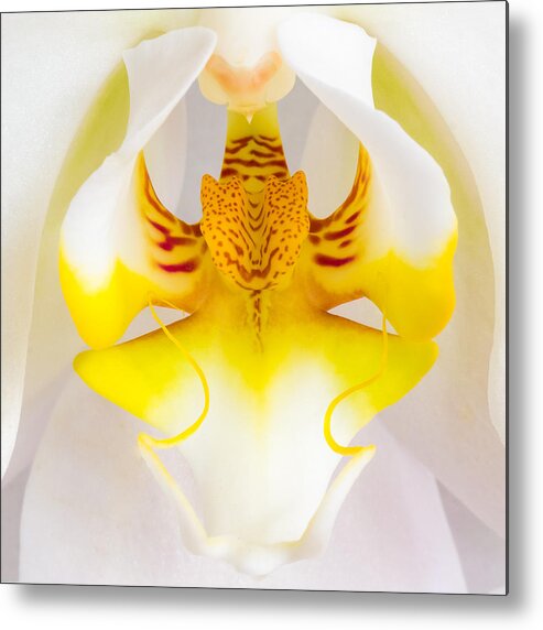 Orchid Metal Print featuring the photograph Orchid 1 by Patricia Schaefer