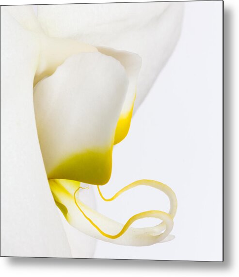 Orchid Metal Print featuring the photograph Orchid 2 by Patricia Schaefer