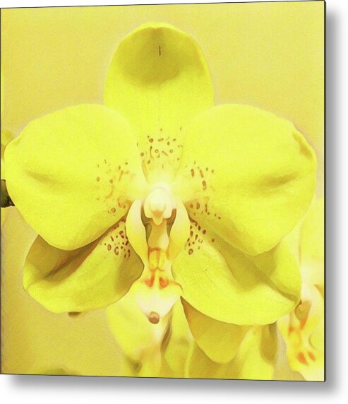 Nature_perfection Metal Print featuring the photograph #orchid #flowershub #flowerstagram by Kazan Durante
