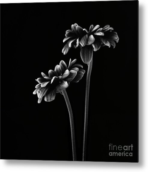 Orinoco Metal Print featuring the photograph Orinoco Chrysanthemum by Masako Metz