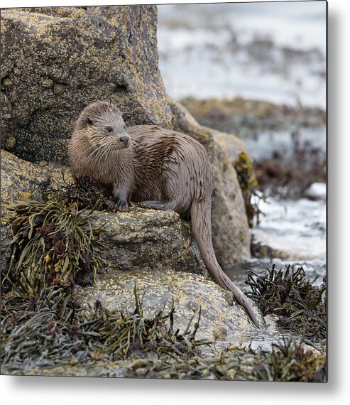 Otter Metal Print featuring the photograph Otter Beside Loch by Pete Walkden