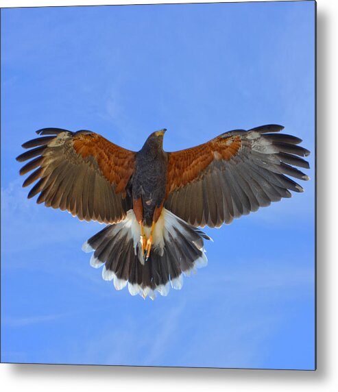 Harris Hawk Metal Print featuring the photograph Out of the Blue by Evelyn Harrison