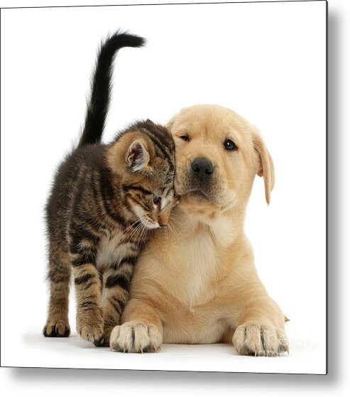 Yellow Labrador Metal Print featuring the photograph Over Friendly Kitten by Warren Photographic