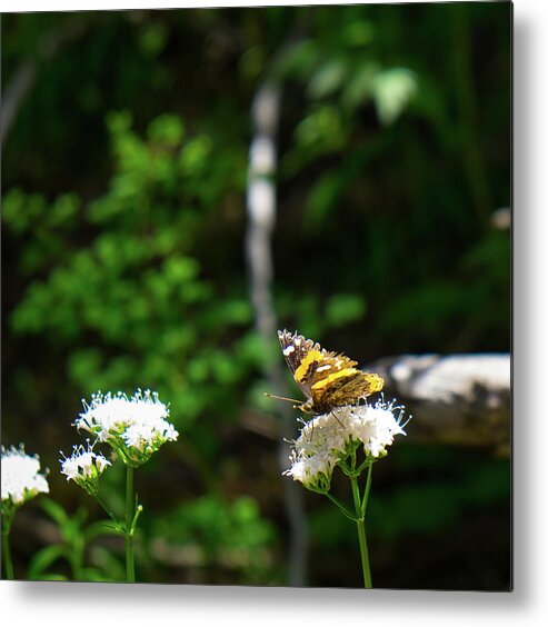 Butterfly Metal Print featuring the photograph Painted Lady by Jon Friesen
