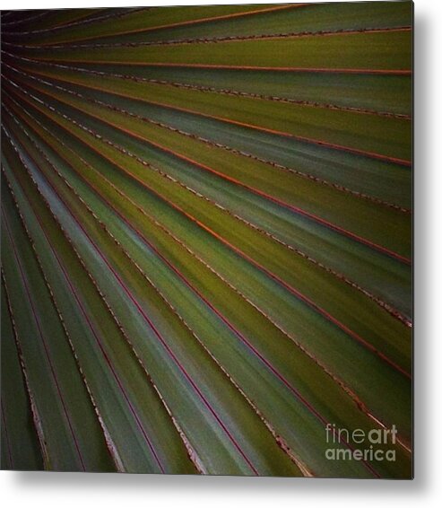 Palm Metal Print featuring the photograph Palm by Denise Railey