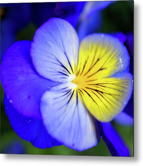 Pansy Metal Print featuring the photograph Pansy Close-up Square by Lisa Blake