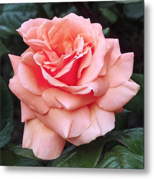 Rose Metal Print featuring the photograph Peach Rose by Rona Black