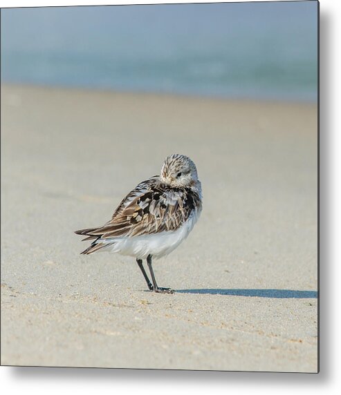 Beach Metal Print featuring the photograph Peaking Bird, Square by Cyndi Goetcheus Sarfan