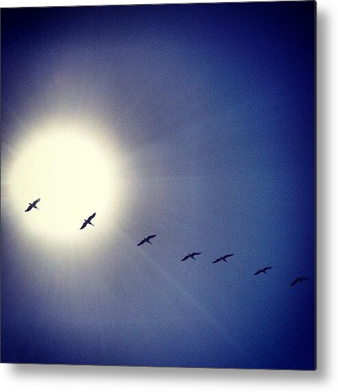 Pelican Metal Print featuring the photograph Pelicans by Kyle Krone