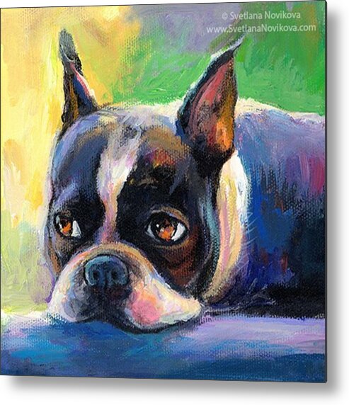 Artcollector Metal Print featuring the photograph Pensive Boston Terrier Painting By by Svetlana Novikova