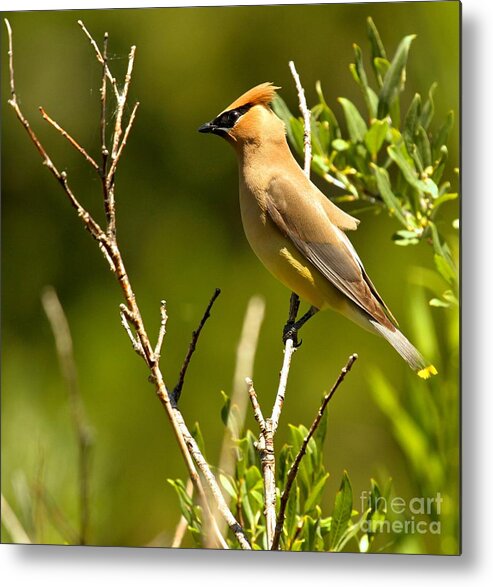 Cedar Waxwing Metal Print featuring the photograph Perfectly Perched by Adam Jewell
