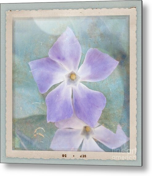 Periwinkle Metal Print featuring the photograph Periwinkle Stars by Cindy Garber Iverson