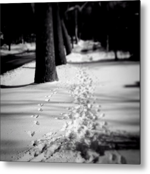 Frankjcasella Metal Print featuring the photograph Pet Prints In The Snow by Frank J Casella