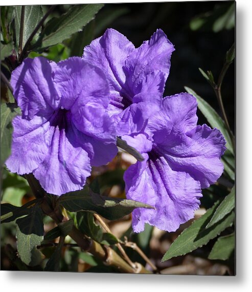 Purple Metal Print featuring the photograph Petunia Trio by Laurel Powell