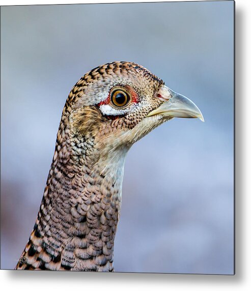 Pheasant Hen Metal Print featuring the photograph Pheasant Hen by Torbjorn Swenelius