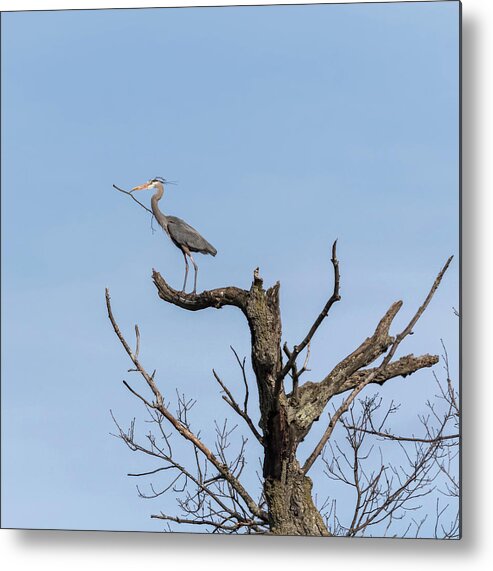 Great Blue Heron Metal Print featuring the photograph Picking Sticks by Thomas Young