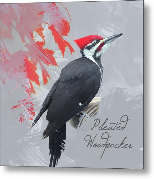 Watercolor Metal Print featuring the photograph Pileated Woodpecker Watercolor Photo by Hermes Fine Art
