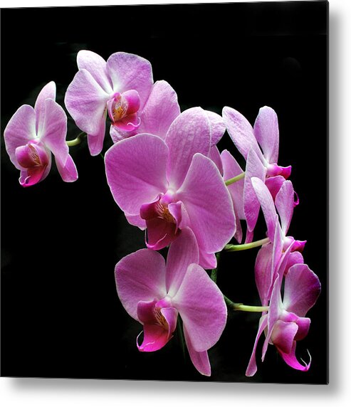  Pink Flowers Metal Print featuring the photograph Pink Beauty by Terence Davis