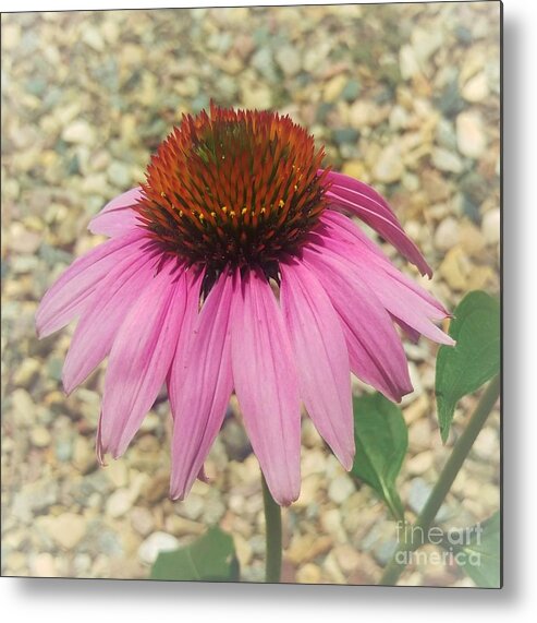 Photograph Metal Print featuring the photograph Pink Daisy by Delynn Addams
