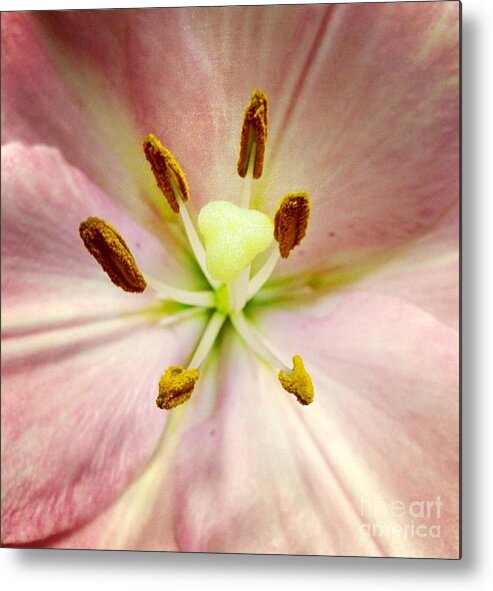 Lily Metal Print featuring the photograph Pink by Denise Railey