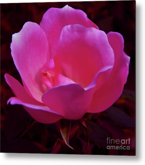 Rose Metal Print featuring the photograph Pink Rose by D Hackett