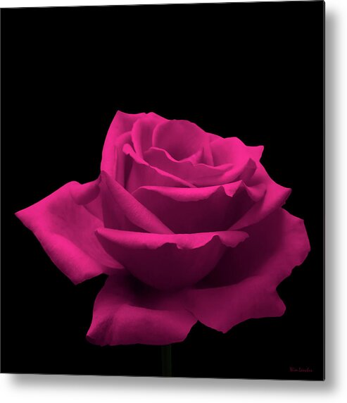 Pink Rose Metal Print featuring the photograph Pink Rose by Wim Lanclus