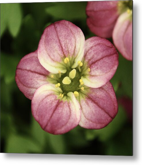 Flower Metal Print featuring the photograph Pink Saxifraga by Adrian Wale