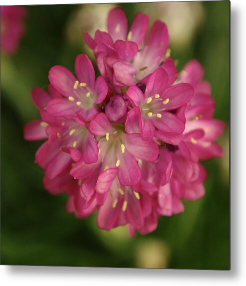 Flowers Metal Print featuring the photograph Pink Armeria Cluster by Adrian Wale