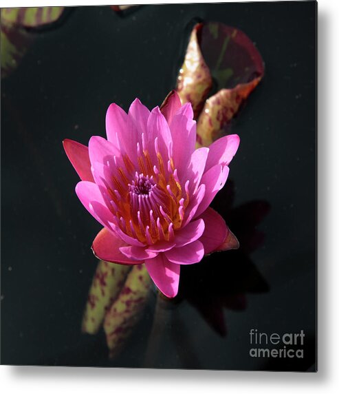 Waterlily Metal Print featuring the photograph Pink Waterlily by William Kuta