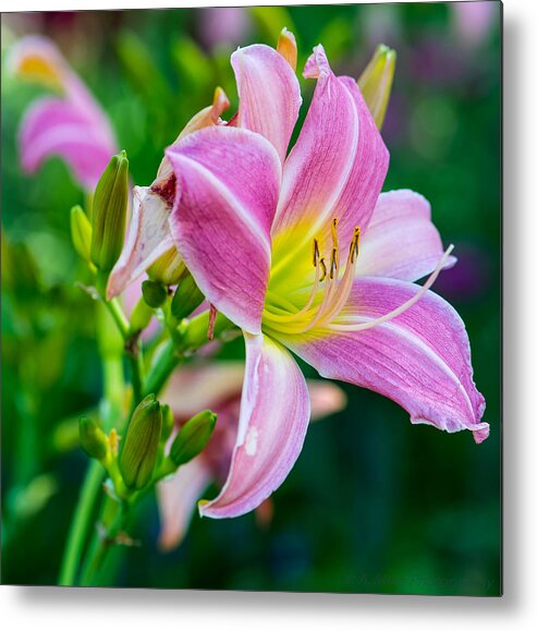 Day Metal Print featuring the photograph Pink White and Yellow Day Lily by Andrew Miles