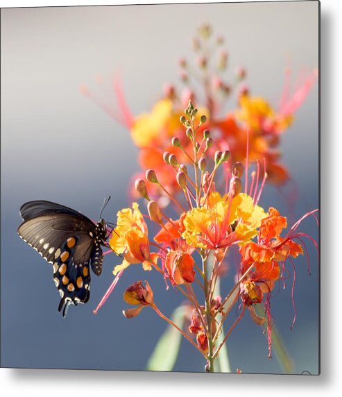 Tucson Metal Print featuring the photograph Pipevine Swallowtail by Dan McManus