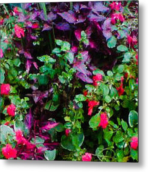 Flowers Metal Print featuring the photograph Planted by Kimberly W