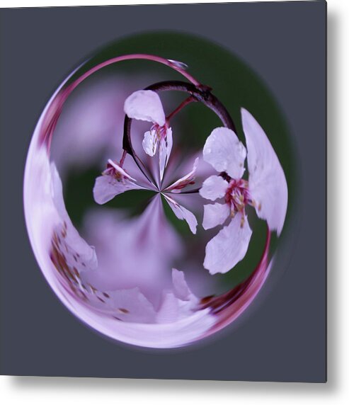 Plum Metal Print featuring the photograph Plum Tree Orb by Bill Barber