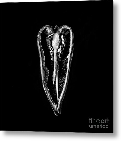 Peppers Metal Print featuring the photograph Poblano Pepper by Edward Fielding
