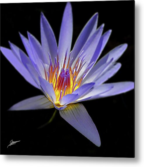 Nature Metal Print featuring the photograph Portrait of a Water Lily No. 1 by Phil Jensen