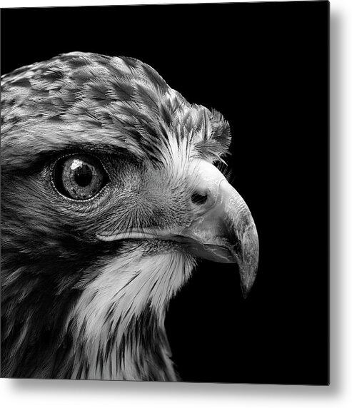 Common Buzzard Metal Print featuring the photograph Portrait of Common Buzzard in black and white by Lukas Holas