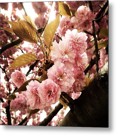 Spring Metal Print featuring the photograph Pretty in Pink by Natasha Marco