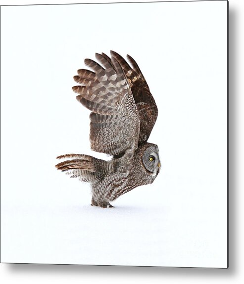 Great Gray Owl Metal Print featuring the photograph Proceed to runway for take off by Heather King