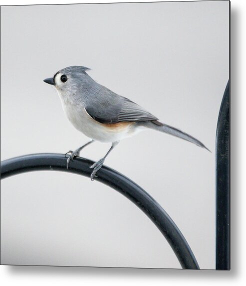 Bird Metal Print featuring the photograph Profile of a Tufted Titmouse by Darryl Hendricks