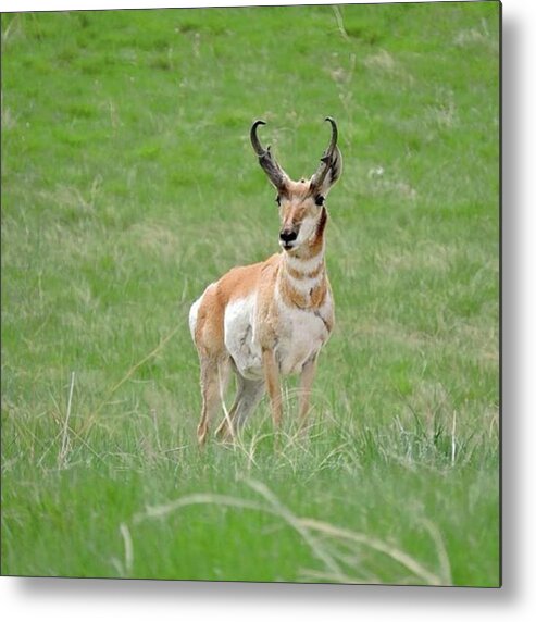 Antelope Metal Print featuring the photograph Pronghorn Buck At The Aurora Reservoir by Connor Beekman