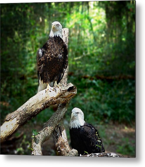 Animals Metal Print featuring the photograph Proud Eagle by Lisa Lambert-Shank