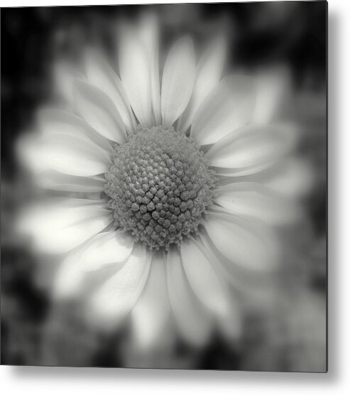 Pure White Flower Metal Print featuring the photograph Pure by Sherwanda Irvin