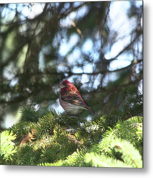 Purple Metal Print featuring the photograph Purple Finch by Cheryl Charette