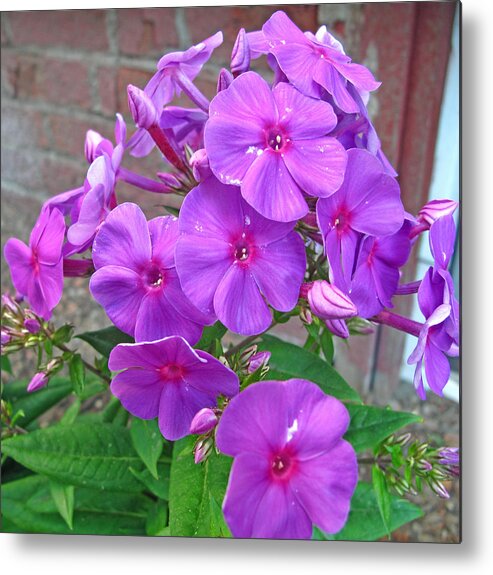 Floral Metal Print featuring the photograph Purple Flame Phlox by Barbara McDevitt