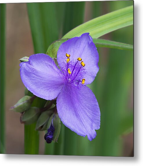 Nature Metal Print featuring the photograph Purple Passion by Kenneth Albin