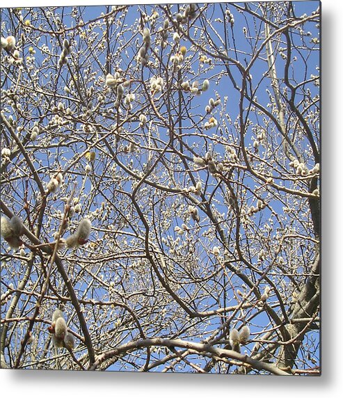 Spring Metal Print featuring the photograph Pussywillows Bursting to Life by Roger Swezey