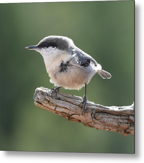 Nuthatch Metal Print featuring the photograph Pygmy Nuthatch by Ben Foster